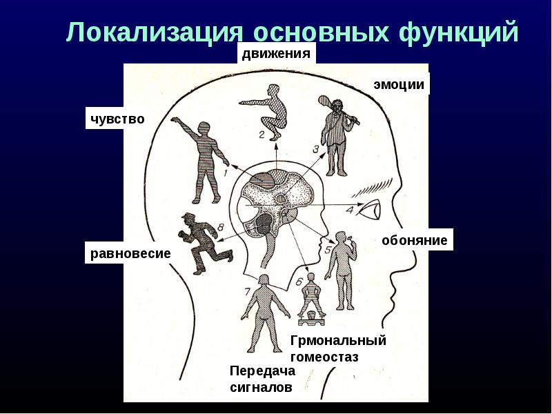 Занимательная неврология в картинках