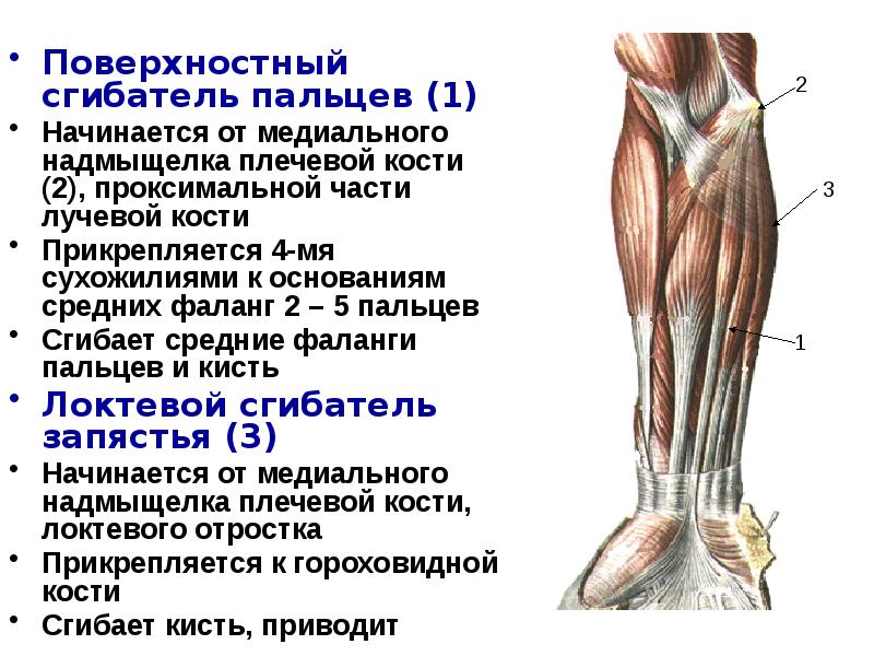 Сгибатель латынь. Сухожилия мышц сгибателей локтевого. Общий поверхностный сгибатель пальцев. Поверхностный сгибатель пальцев функции. Мышцы сгибатели кисти.