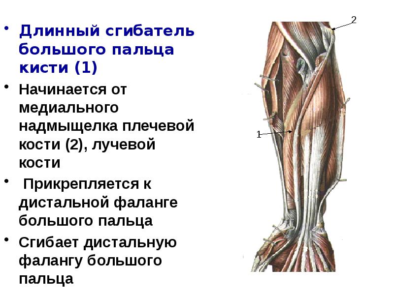 Лучевой сгибатель кисти