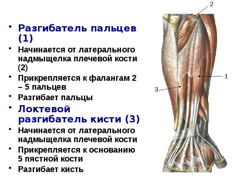 Разгибатель пальцев кисти. Локтевой разгибатель пальцев. Локтевой разгибатель кисти. Разгибатели запястья. Локтевой разгибатель мизинца.
