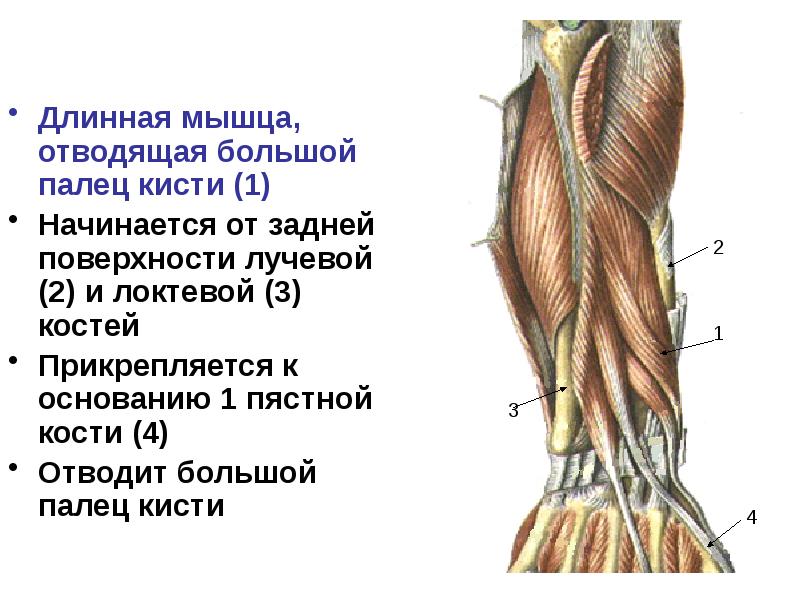 Мышцы большого пальца. Длинная мышца отводящая большой палец. Мышца отводящая первый палец. Длинная мышца отводящая большой палец кисти анатомия. Мышца отводящая 1 палец кисти.