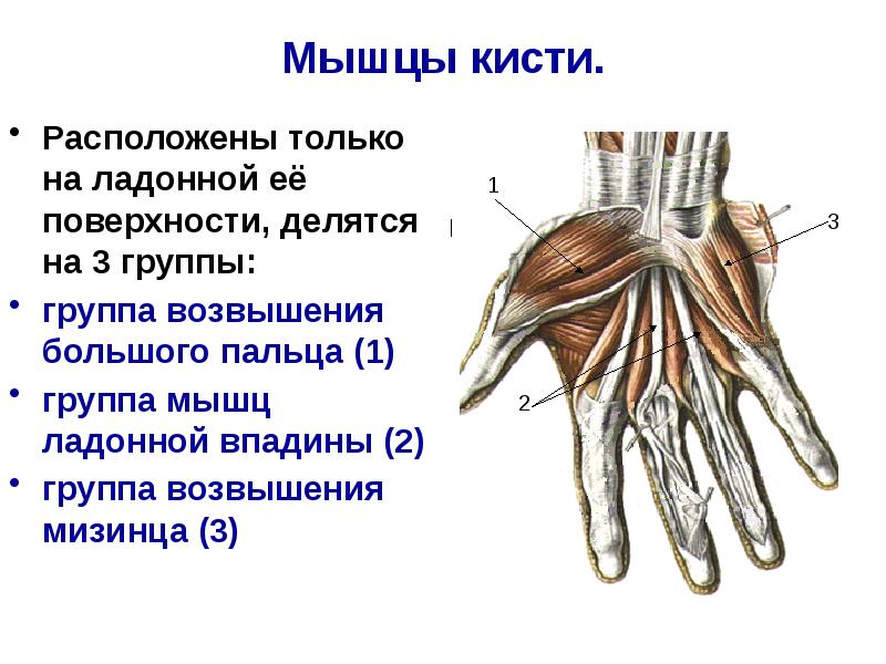 Мышцы кисти анатомия презентация