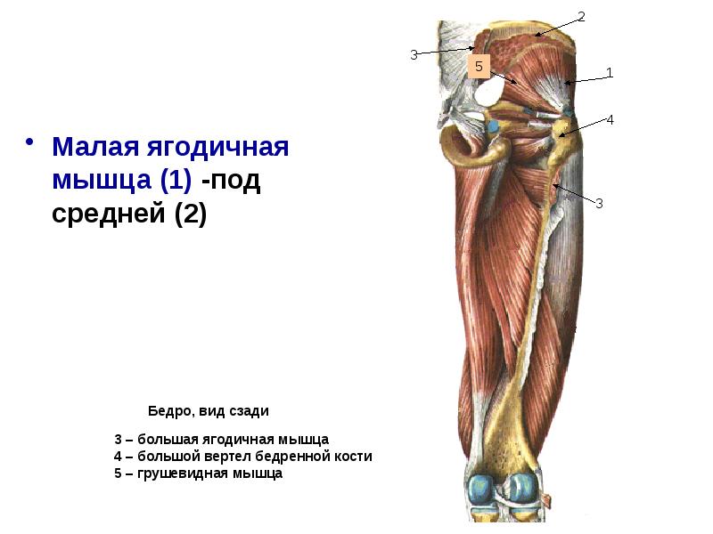 Мышцы конечностей. Атрофия мышца малая ягодичная. Мышцы ног птиц. Параспинальные мышцы.