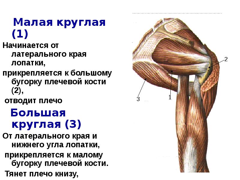 Укажите прикрепление плечевой мышцы