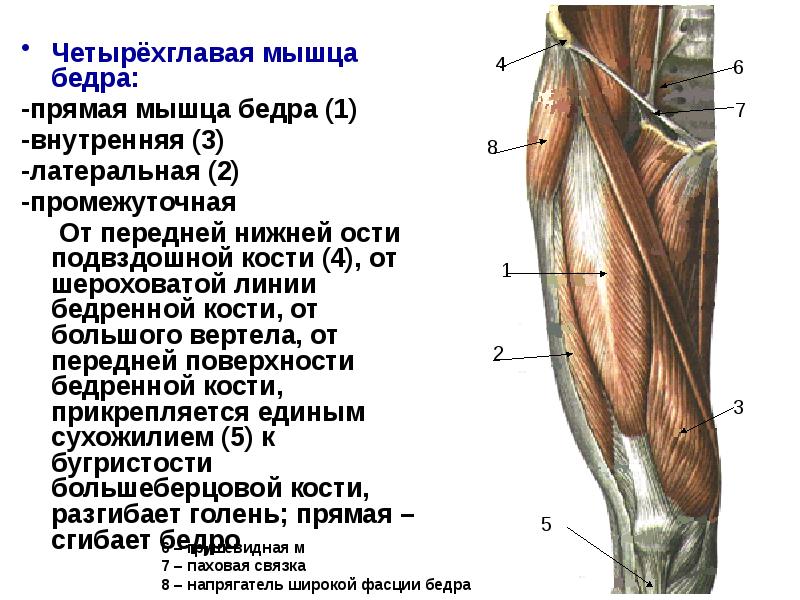 Атрофия четырехглавой мышцы бедра фото
