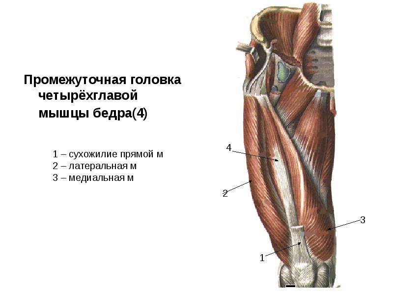 Мышцы бедра передняя фото