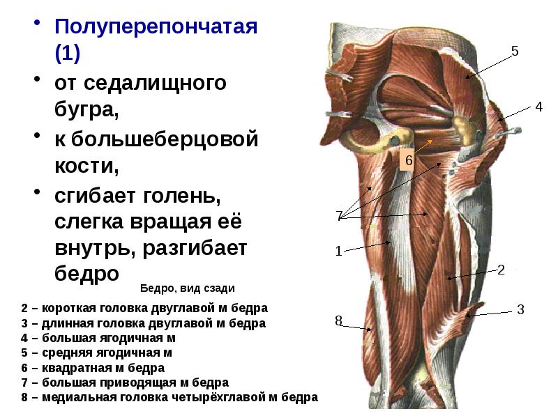 Седалищный бугор где находится у человека фото