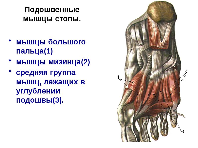 Мышцы большого пальца. Подошвенные межкостные мышцы. Подошвенные мышцы латеральная группа функции. Подошвенная мышца прикрепляется к кости. Мышцы латеральной группы подошвы.