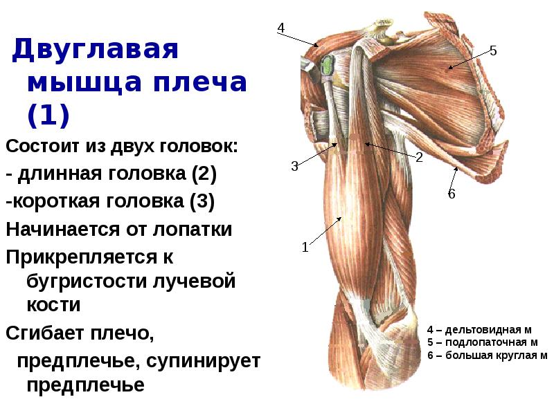 Двуглавая мышца плеча. Функция двуглавой мышцы руки. Мышцы область плеча сгибатели. Апоневроз двуглавой мышцы плеча функции. Какая мышца прикрепляется к бугристости лучевой кости.