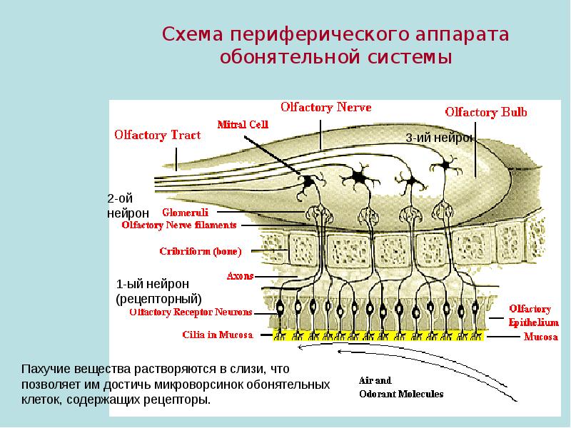 Анатомия обонятельный нерв схема