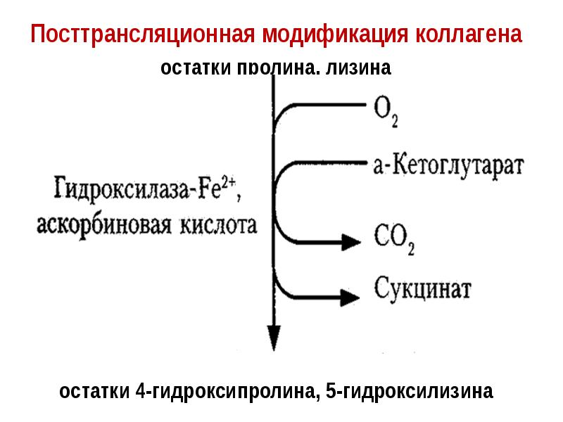 Синтез коллагена биохимия схема