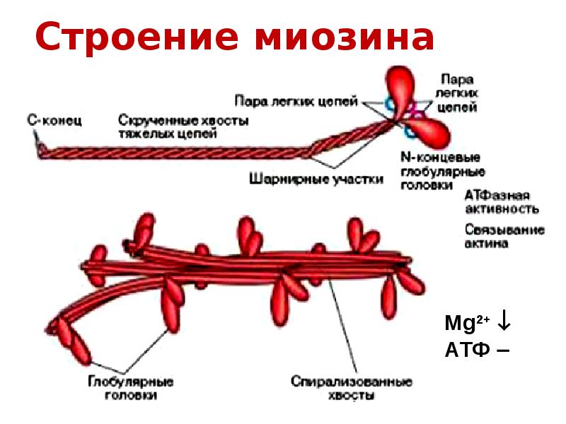 Миозин 1 и 2