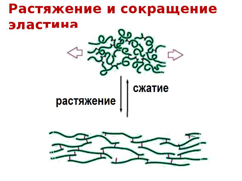 Межклеточный матрикс