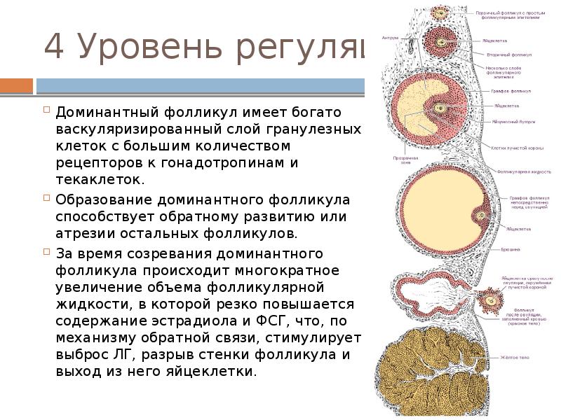 Физиология менструационного цикла презентация