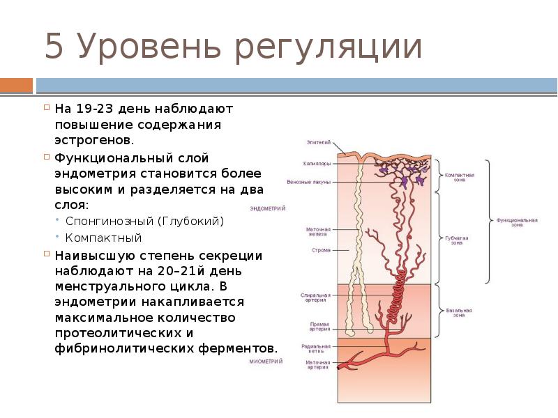 Физиология менструационного цикла презентация