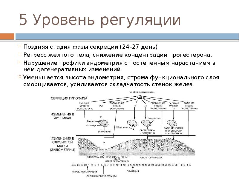 Схема регуляции менструационного цикла