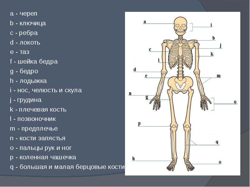 Поставить на 4 кости. Строение тела ключица. Строение скелета ключица. Скелет ключица человека анатомия. Части тела человека ключица.