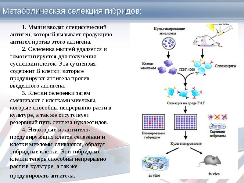 Vrd схема миелома - 89 фото