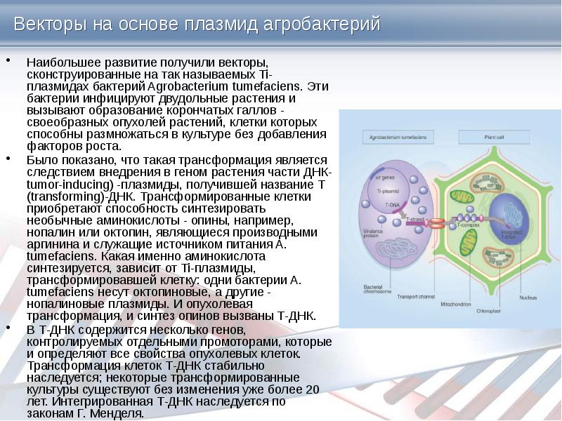 Клонирование в растения с помощью агробактерий схема клонирования