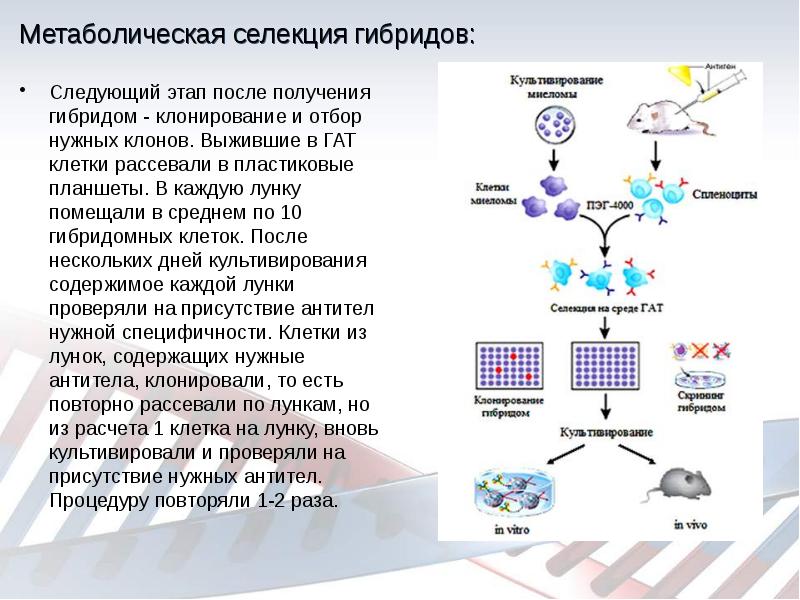 Схема получения гибридом