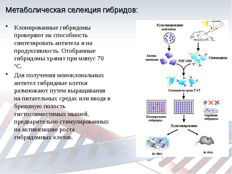 Схема получения гибридом