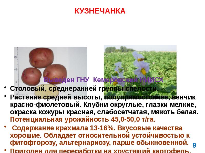 Картофель кемеровчанин описание сорта фото