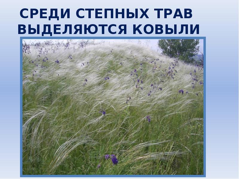 Большая часть зоны степей находится. Растения степи. Степь природная зона. Степи России презентация. Зона степей 4 класс окружающий мир.
