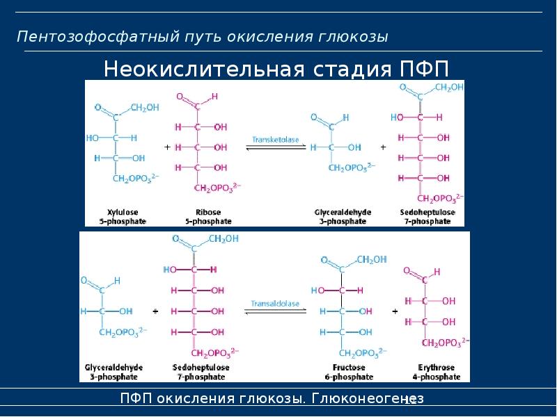 Схема пентозофосфатного цикла