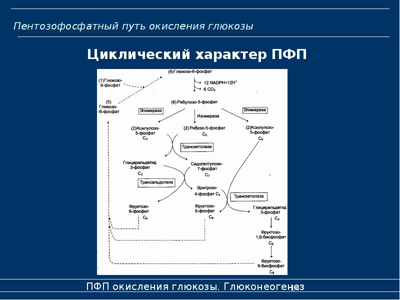 Биологическое окисление основные этапы современная схема