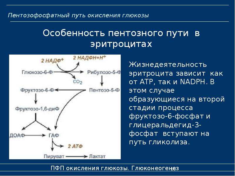 Схема метаболизма эритроцитов показав пути использования глюкозы