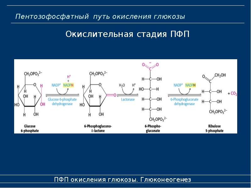 Схема пентозофосфатного цикла