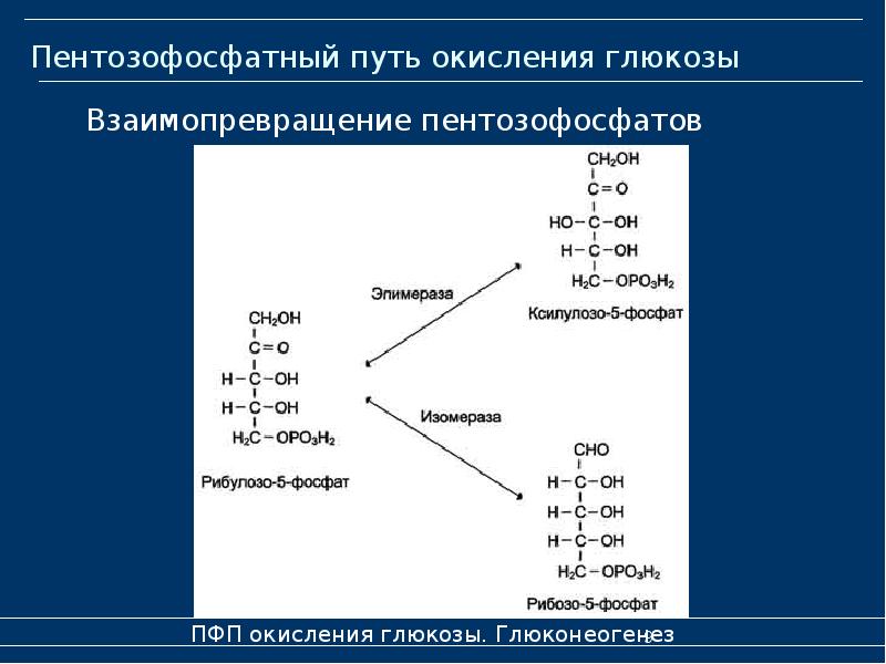 Пфп схема биохимия