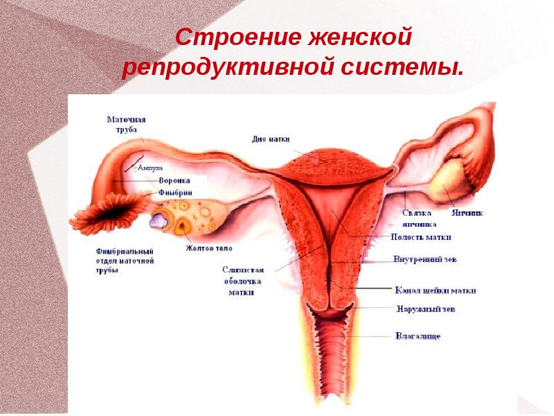 Женская матка в картинках