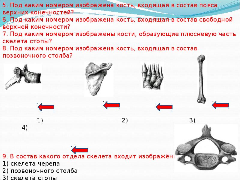 Какое из перечисленных описаний соответствует. Какая кость входит в состав пояса верхних конечностей человека. В состав какого отдела скелета входит изображённое костное. Кость входящая в состав пояса верхних конечностей. Под каким номером изображена кость входящая.