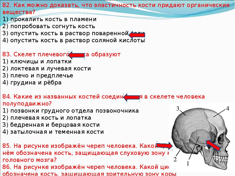 Какой буквой на рисунке обозначена кость