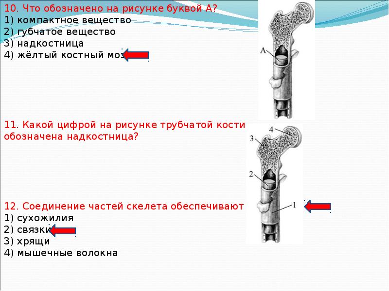 Какими цифрами на рисунке обозначены кости. Что обозначено на рисунке буквой а?. Что обозначено на рисунке буквой а надкостница губчатое вещество. Что обозначено на рисунке буквой а? 1) Надкостница. Надкостница обозначена на рисунке цифрой.