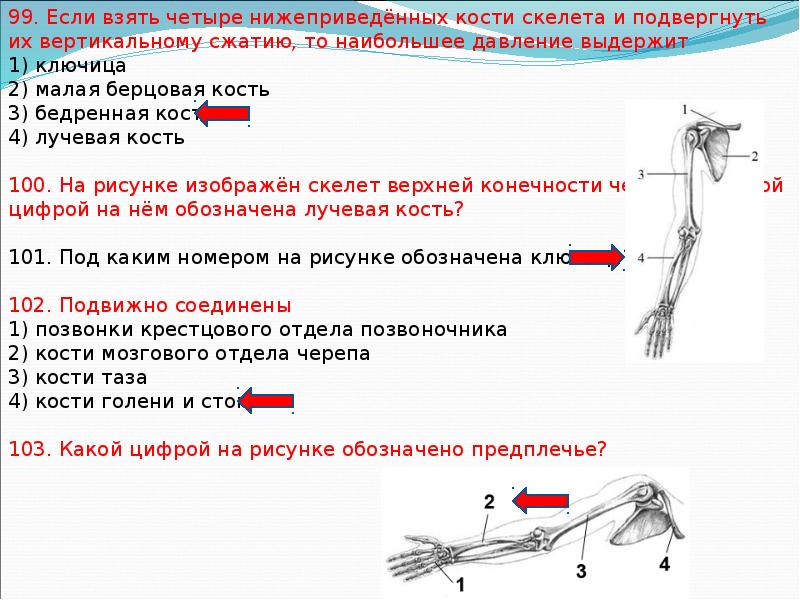 Сила кость. Нагрузка на бедренную кость. Нагрузка бедренной кости. Сколько выдерживают кости человека. Какую нагрузку выдерживает берцовая кость.