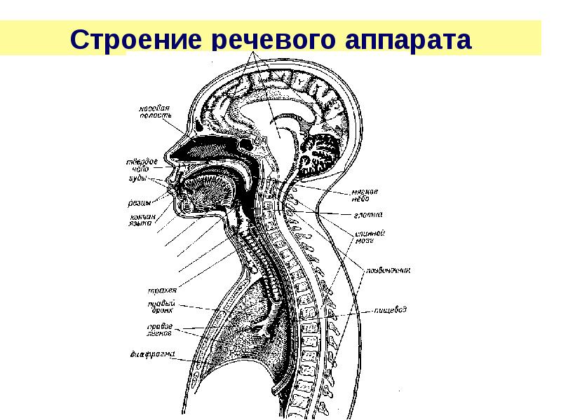 Семь вещей, которые нужно знать о своем голосе