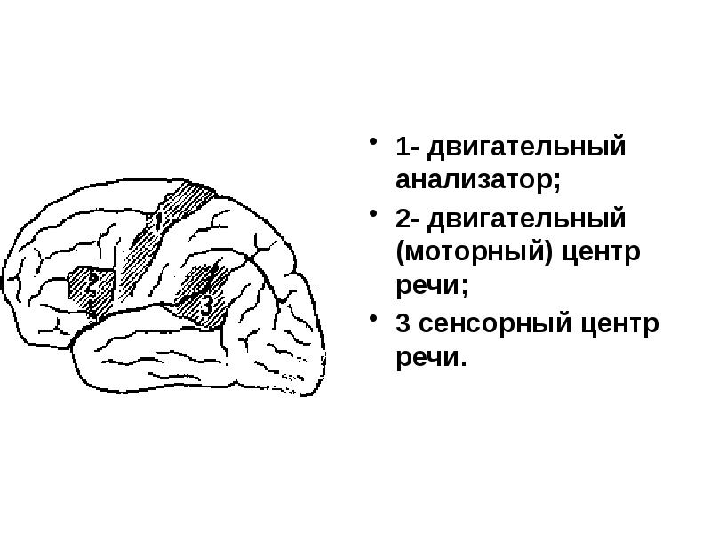 Презентация двигательный анализатор - 93 фото