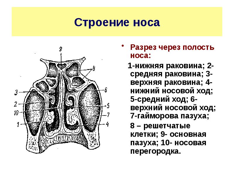 Полость носа анатомия презентация