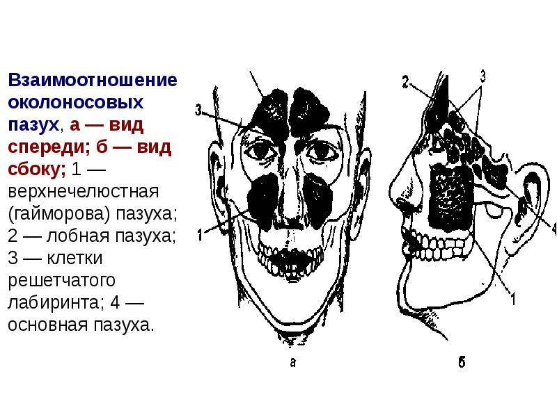 Пазуха пример