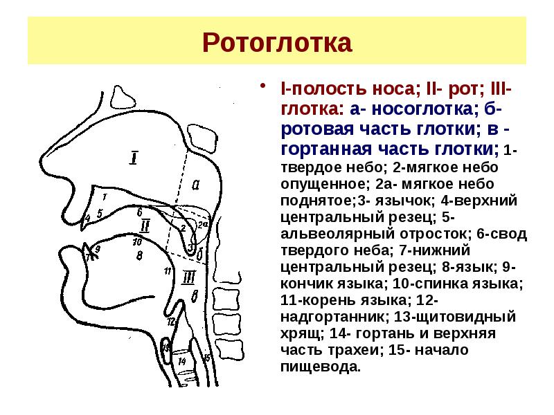 Презентация анатомия и физиология органов речи