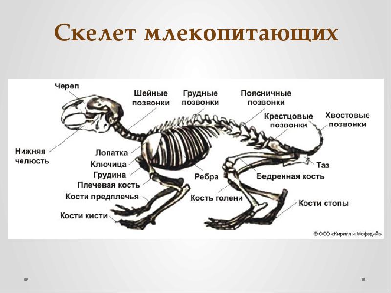 Особенности скелета млекопитающих 8 класс