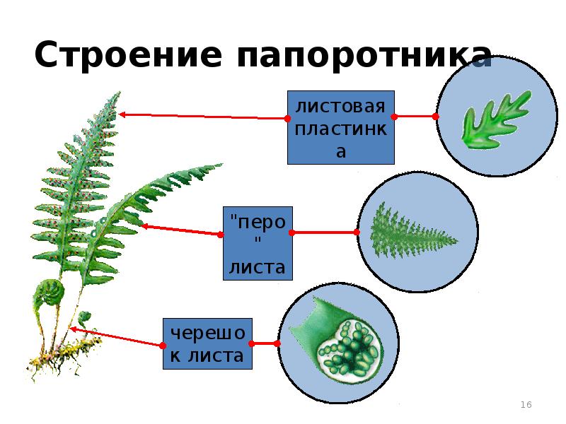 Изучить строение папоротника