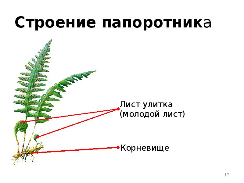 Папоротник подписанный. Вегетативный побег папоротника. Придаточные корни папоротника. Папоротниковидные строение. Строение папоротника 6 класс биология.