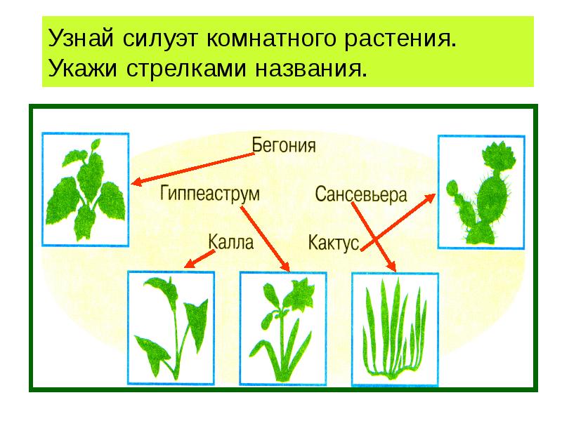 Комнатные растения презентация 2 класс школа россии презентация