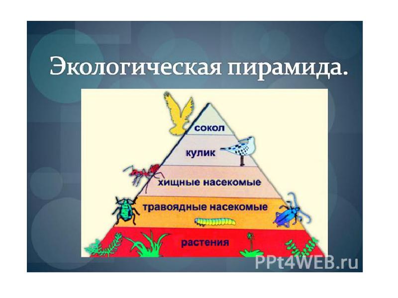 Пирамида презентация савченко