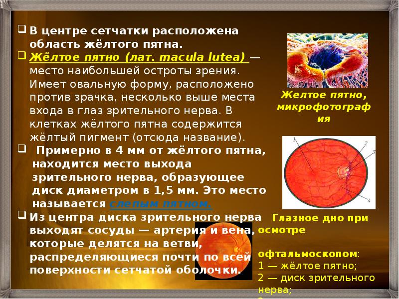 Находится против. Жёлтом пятне сетчатки располага. Желтое пятно сетчатки расположены. Что располагается в желтом пятне?. Желтое пятно это в биологии.