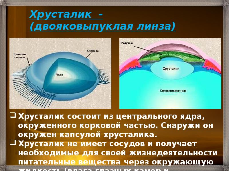 Из каких частей состоит анализатор биология