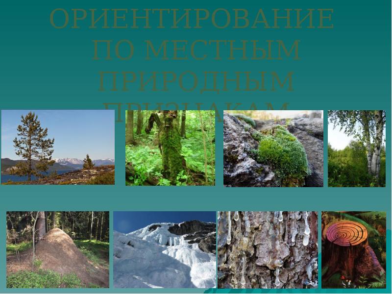 ориентирование по местным природным признакам. ориентирование по местным природным признакам. ориентирование по местным природным признакам. ориентирование по местным признакам. способы ориентирования по местным признакам.